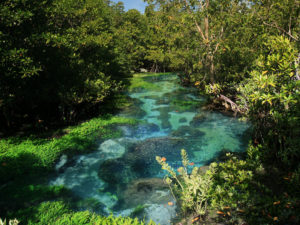 Clear blue green water in a natural pool surrounded by tropical shrubs