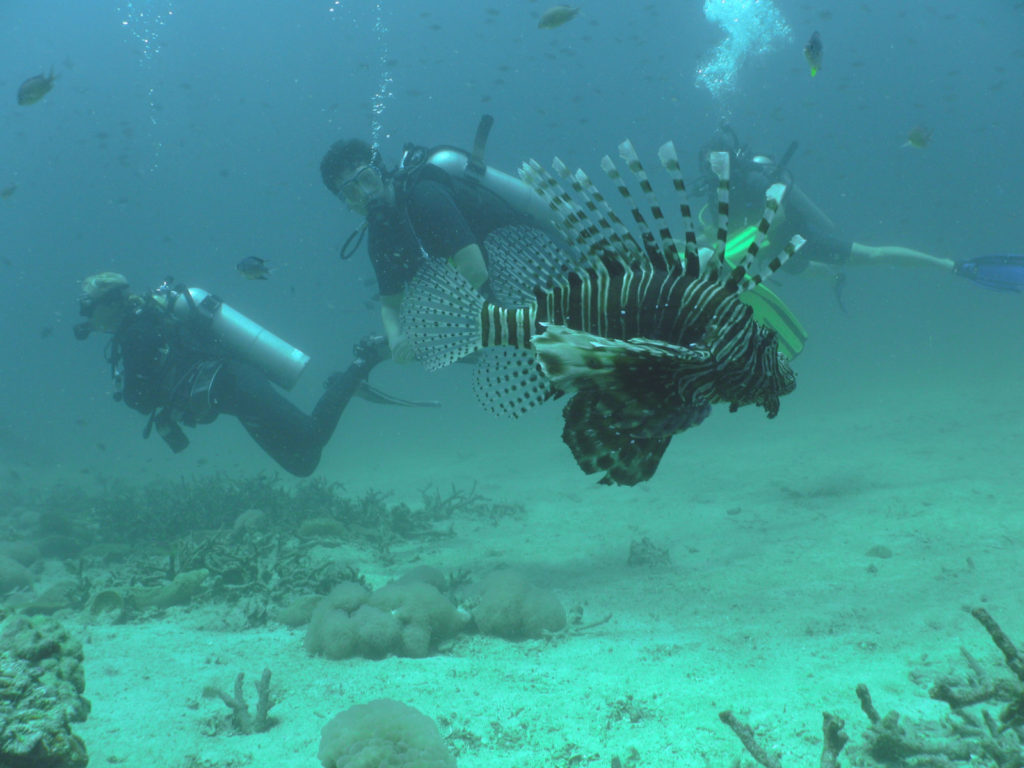 two scuba divers swim past a lionfish