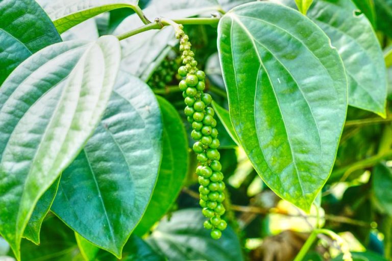 close up photo of peppercorns