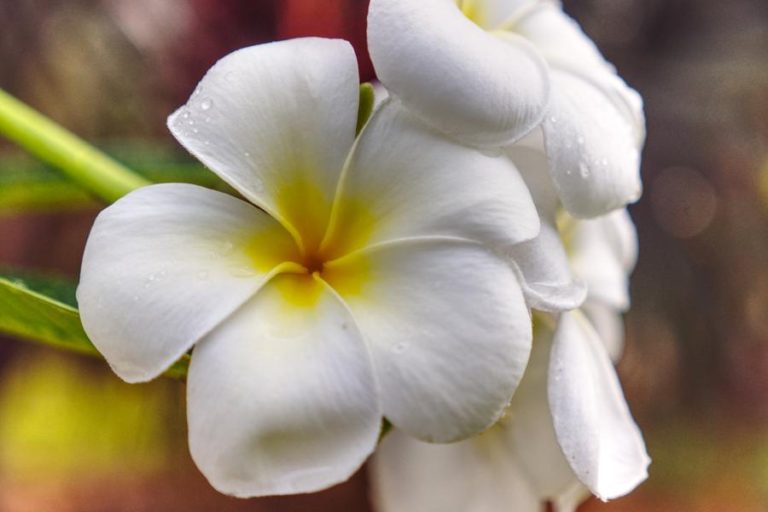 close-up of tropical flower