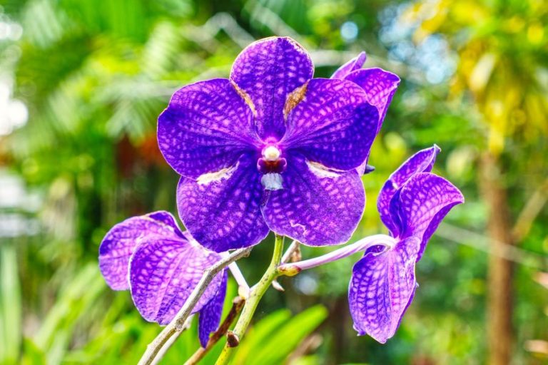 Close up view of purple tropical flower
