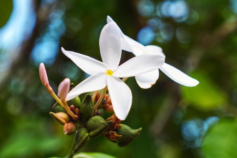 close up of tropical flower