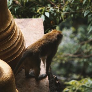 monkey looks into the jungle from a buddhist temple