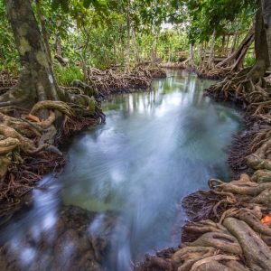 a natural river runs through a jungle