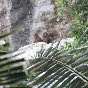 a pair of macaques sit on a ledge of limestone cliff face