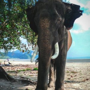 a male Asian elephant on a beach in Thailand